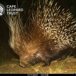 Porcupine
